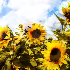 Kabinett - Summer Heat